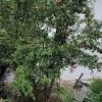 Harvest Pomegranate Plant